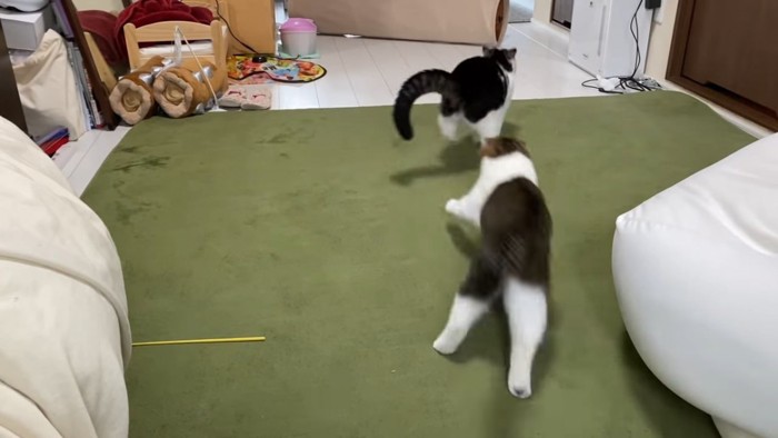 走る2匹の猫