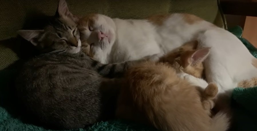 眠る3匹の猫