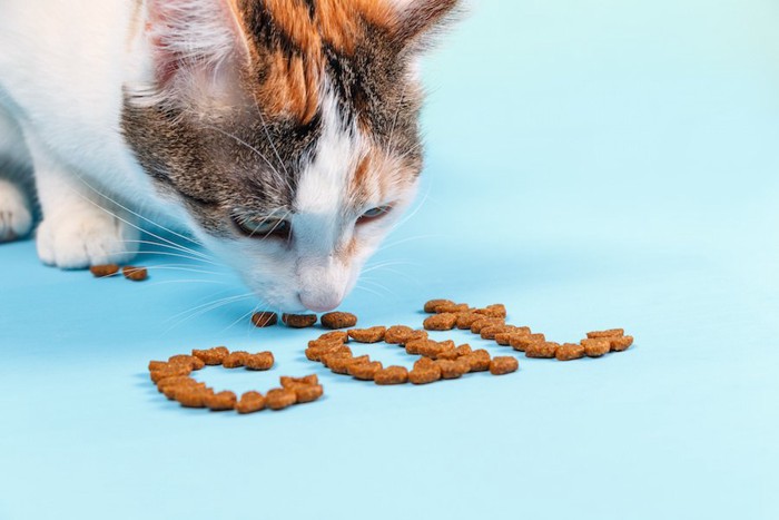 キャットフードで描かれたCATの文字と食べる猫