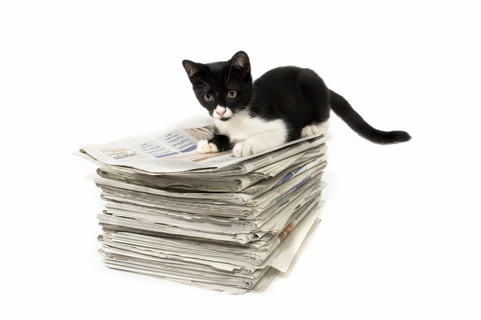 新聞の束の上に乗っている子猫