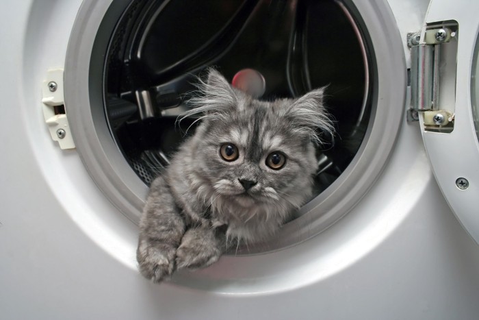洗濯機の中にいる猫