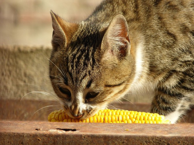 トウモロコシを食べる猫