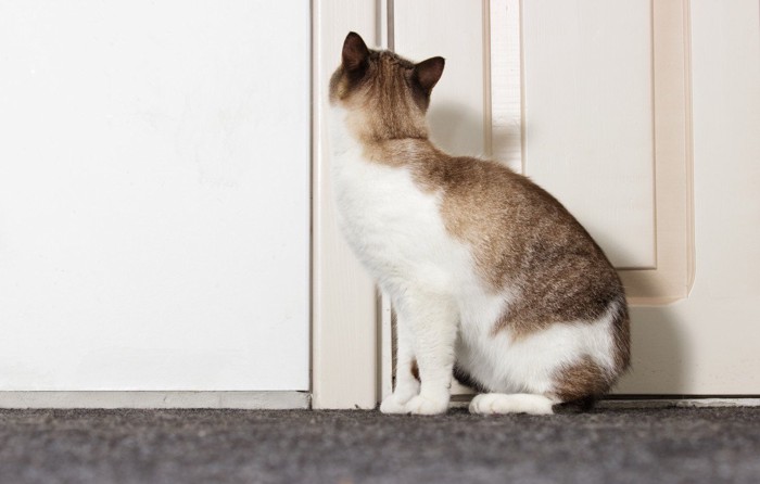 ドアを見つめる猫