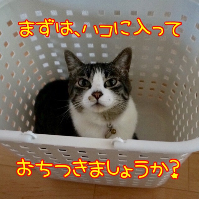 洗濯カゴの中で落ち着く猫