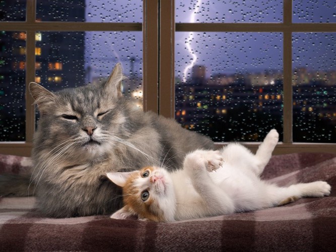 雷と猫二匹
