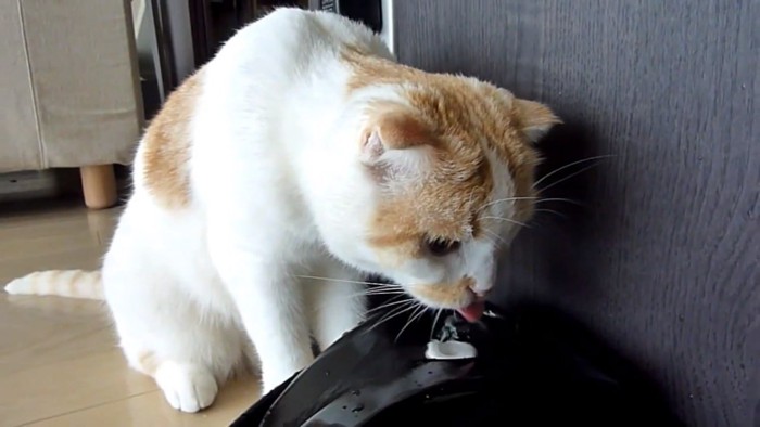 自動給水機から水を飲む猫
