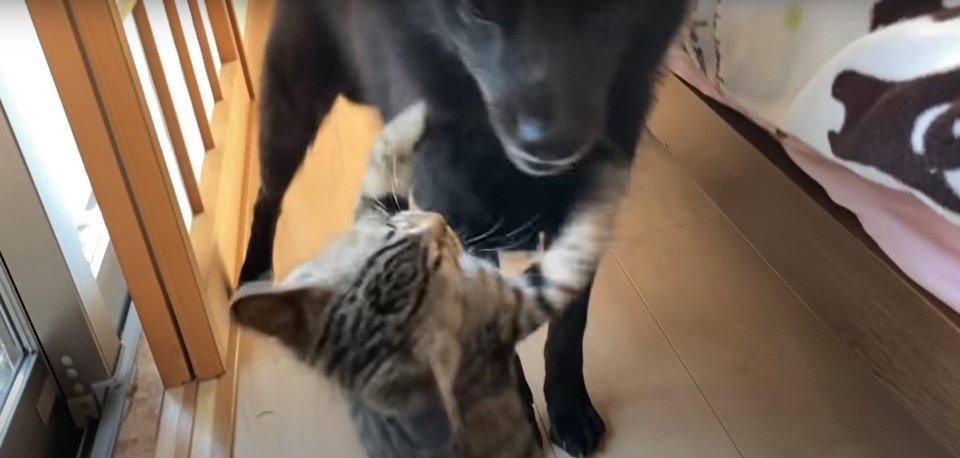 子猫の攻撃を受ける犬