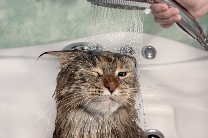 シャワー中の猫