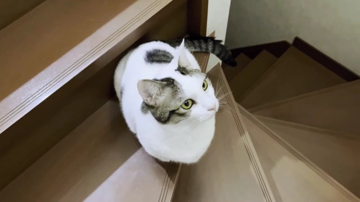 階段に留まる白系猫