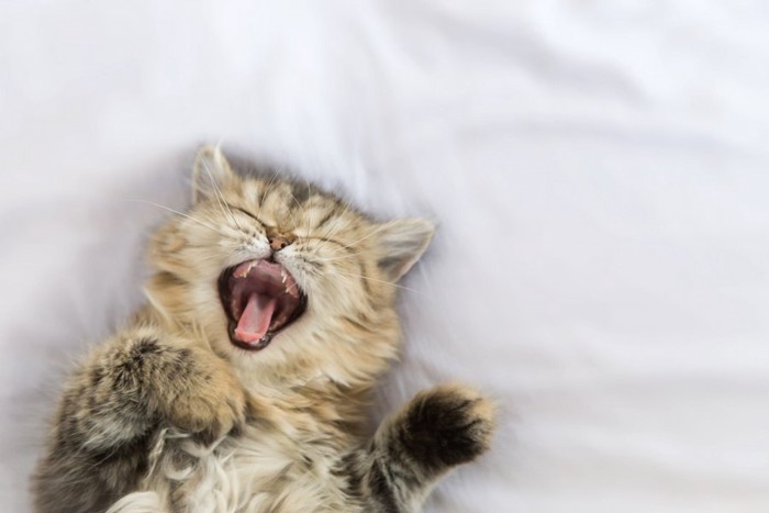 ベッドであくびをしている猫