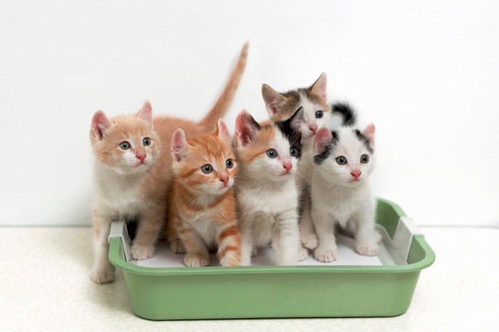 猫トイレに腰掛ける子猫たち