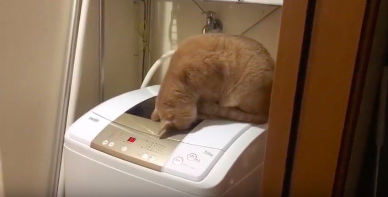 洗濯機を覗く猫