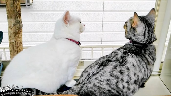 白猫と縞模様の猫