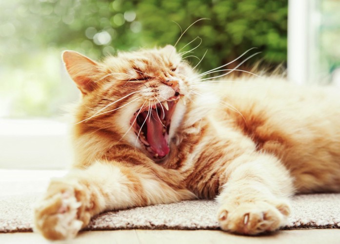 敷物の上であくびをする猫