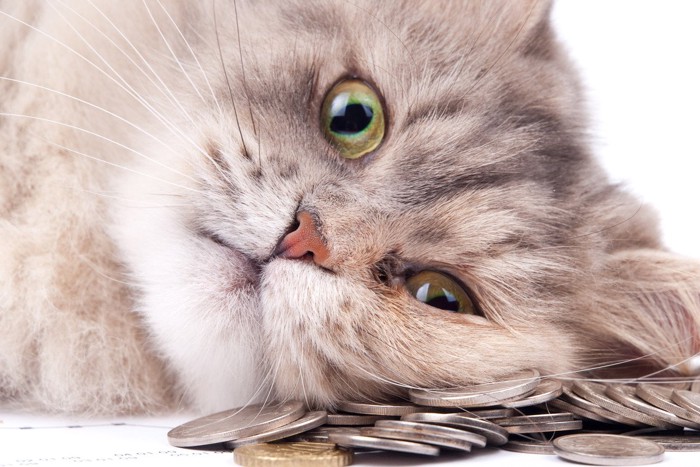 お金を枕にする猫