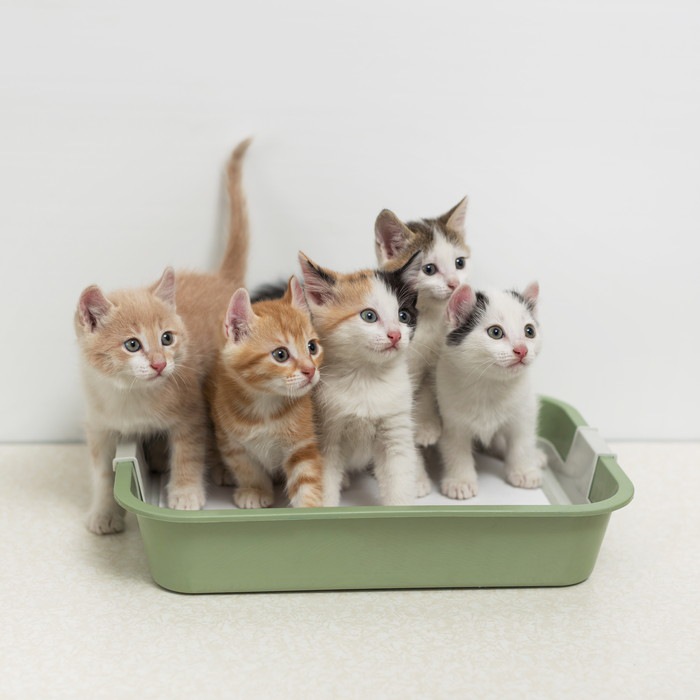 5匹の子猫が入った猫トイレ