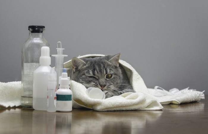 薬を前にタオルにくるまる猫