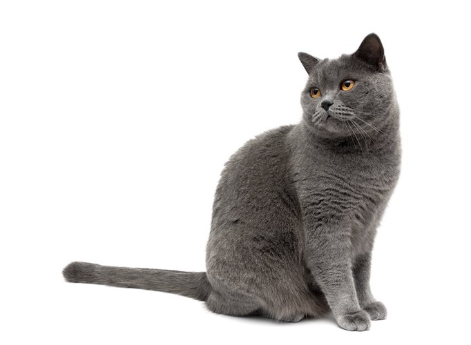 座って後ろを見る灰色の猫