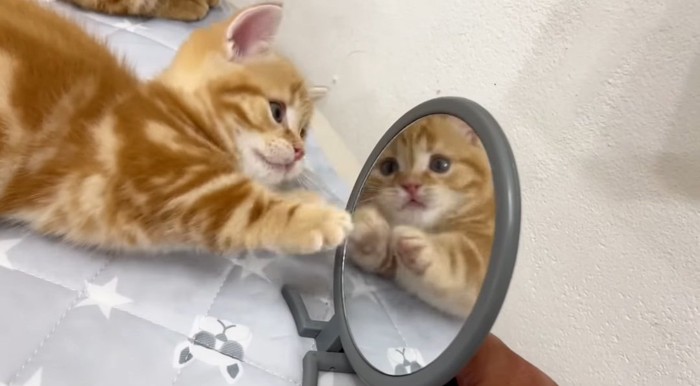前足を鏡に伸ばす猫