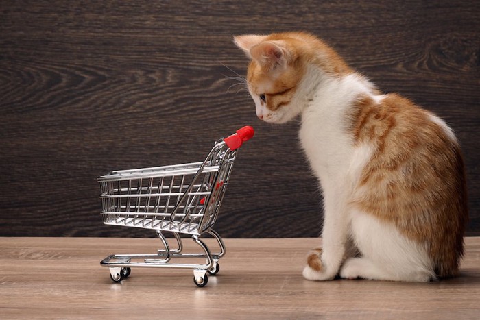 ショッピングカートを見つめる子猫