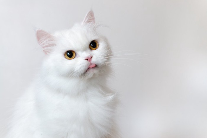 舌を出した白い猫