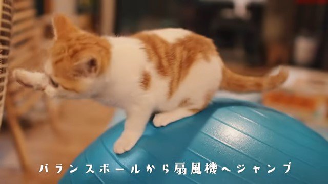 バランスボールの上の子猫