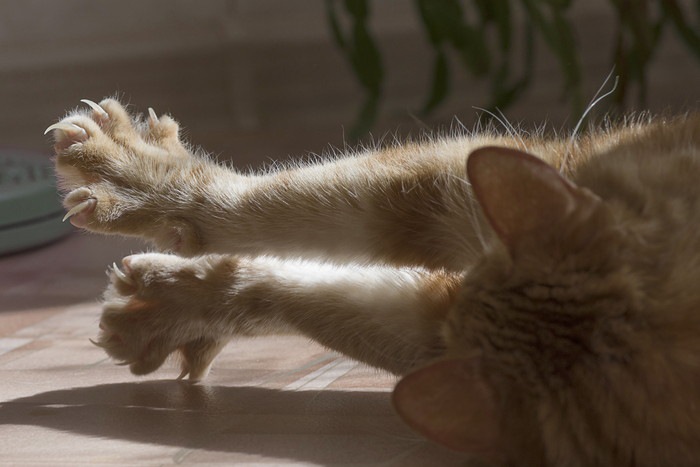 両手を伸ばし爪を広げる猫