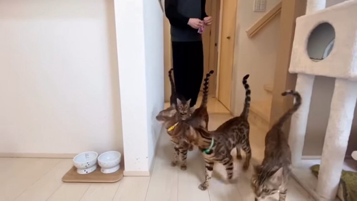 人の前を歩く4匹の猫