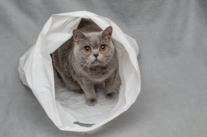 ビニール袋の中に入って座る猫