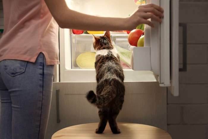 冷蔵庫を覗く猫