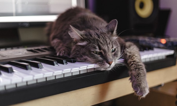ピアノの鍵盤の上でくつろぐ猫