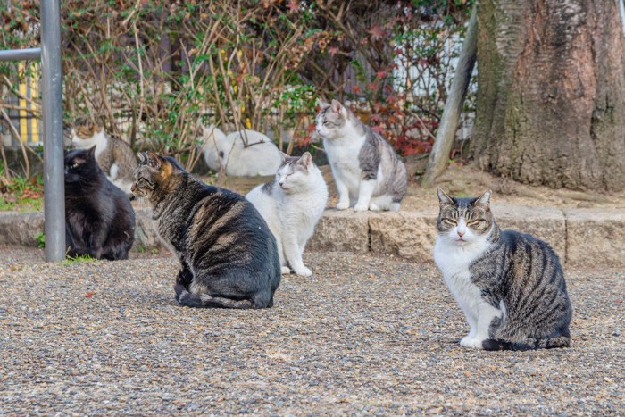 猫の集会