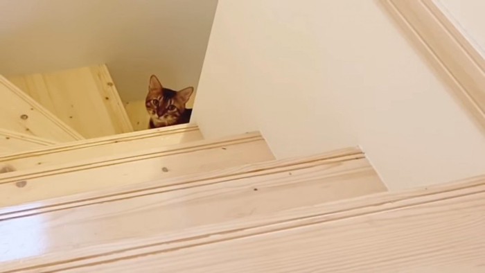 階段の途中で見上げる猫の顔