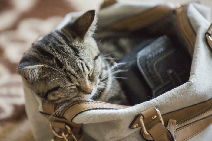 バッグのなかで寝る猫
