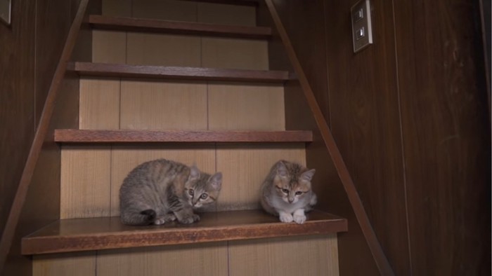 階段に並ぶ子猫たち