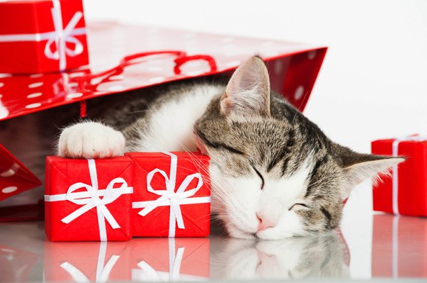 プレゼント用の紙袋と猫