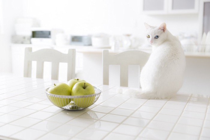 キッチンのテーブルに乗る白猫