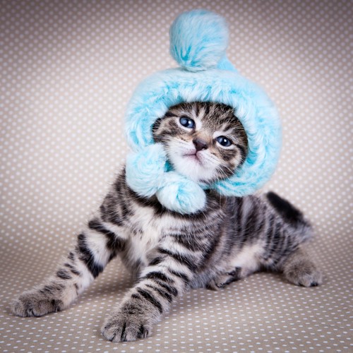 ニット帽をかぶっている子猫