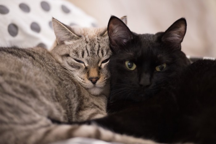 一緒のベッドでくっついて眠る二匹の猫