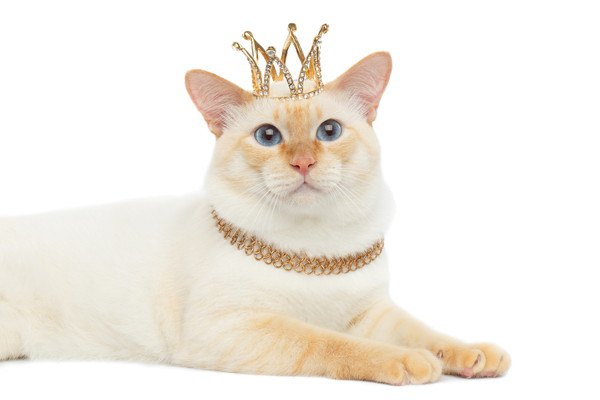 王冠をかぶった白猫