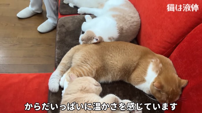 ソファーで寝そべる猫たち