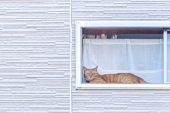 窓辺から外を眺めている猫