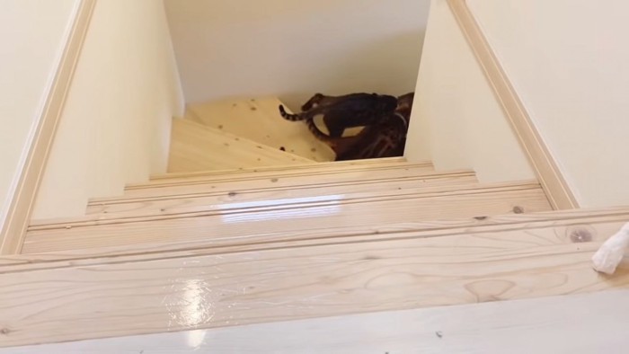 階段の途中で立つ猫たち