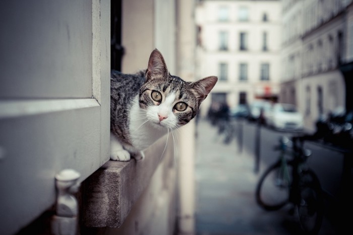 外で道路を見つめる猫