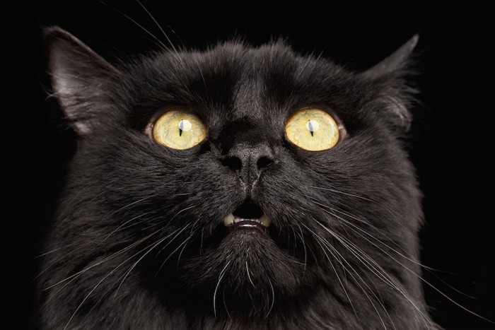 驚いた表情の黒猫の顔