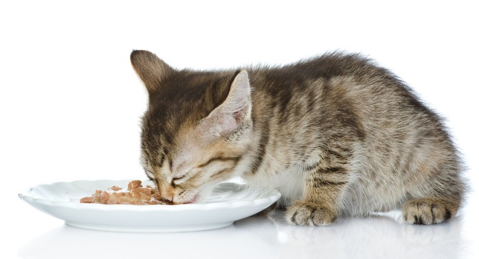 餌を食べる子猫