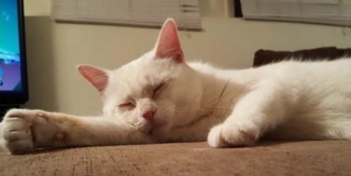 眠る白猫