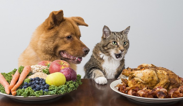 人の食べ物に夢中の犬と猫