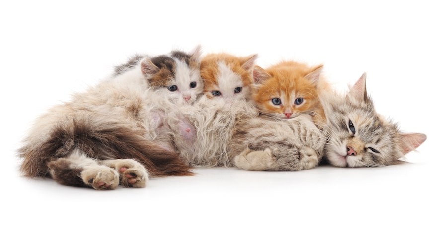 母猫に甘える柄の違う3匹の子猫