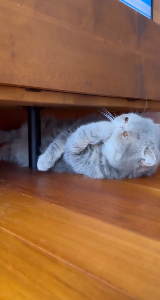 家具の下で前脚を舐める猫